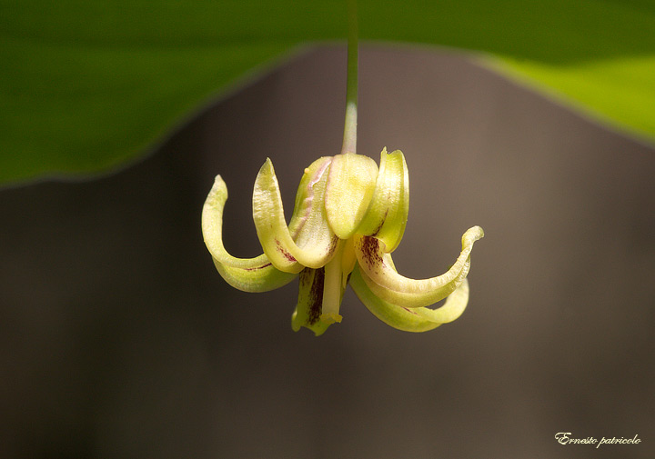 Streptopus amplexifolius / Lauro alessandrino